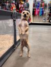 Odie