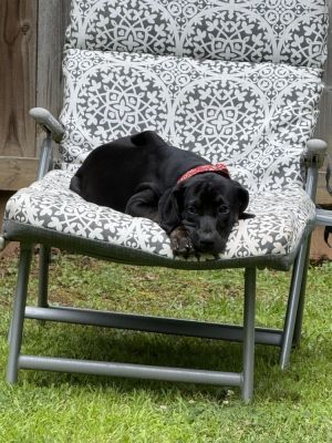 Bindi (Layla Little&#39;s), Baby Female Coonhound