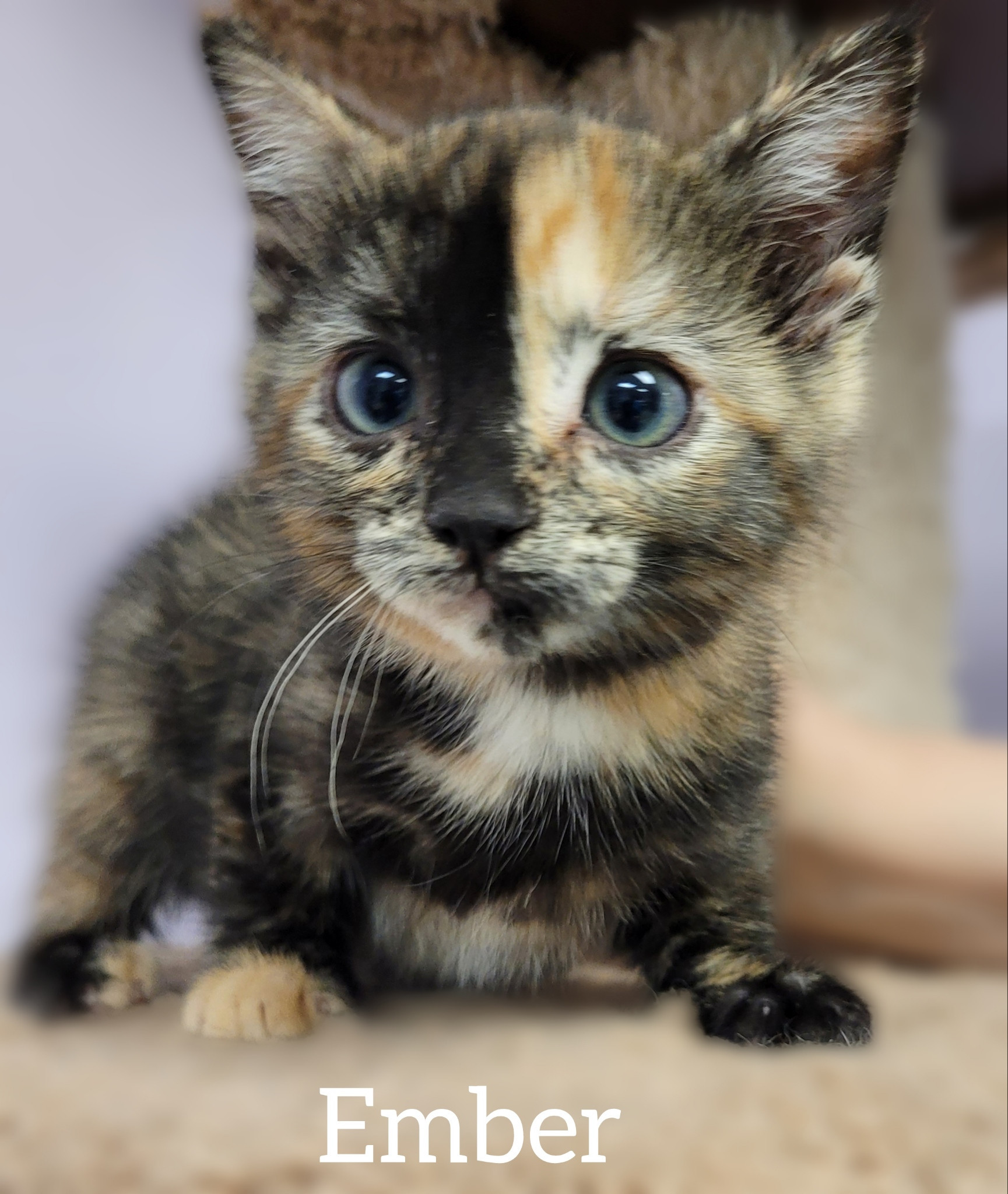 Ember