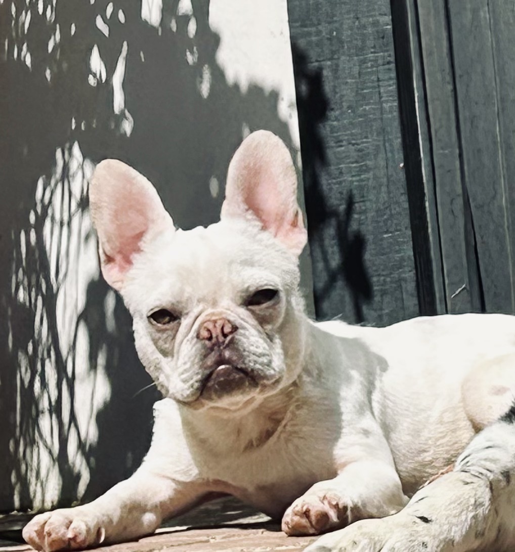 Louie
