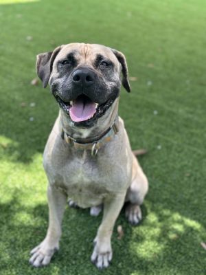 Howard, Adult Male Mixed Breed
