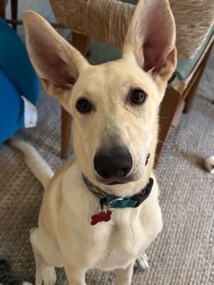 Bodie, Young Male unknown