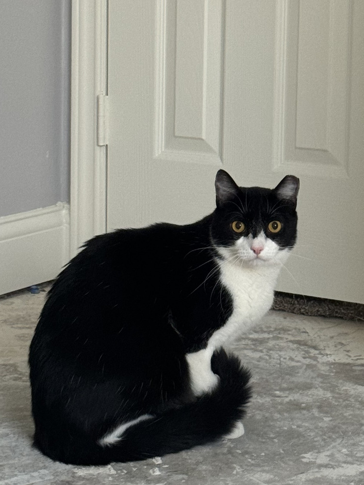Bandit 8, an adoptable Domestic Short Hair, Himalayan in Austin, TX, 78711 | Photo Image 1