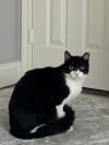 Bandit 8 photo 1