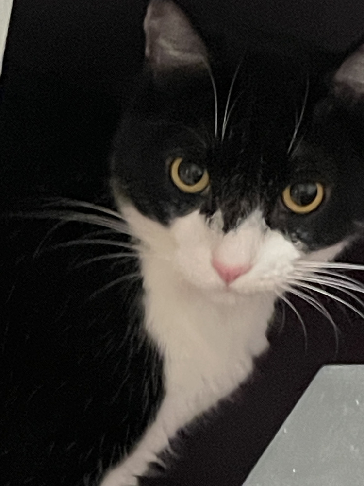 Bandit 8, an adoptable Domestic Short Hair, Himalayan in Austin, TX, 78711 | Photo Image 2