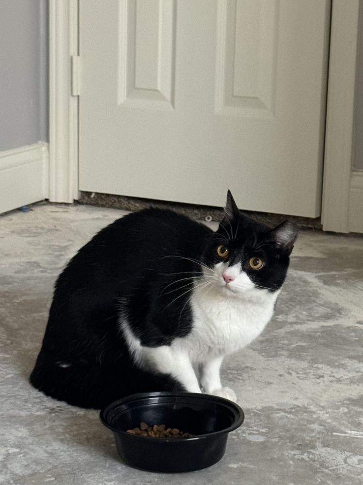 Bandit 8, an adoptable Domestic Short Hair, Himalayan in Austin, TX, 78711 | Photo Image 3