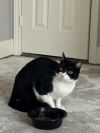 Bandit 8 photo 3