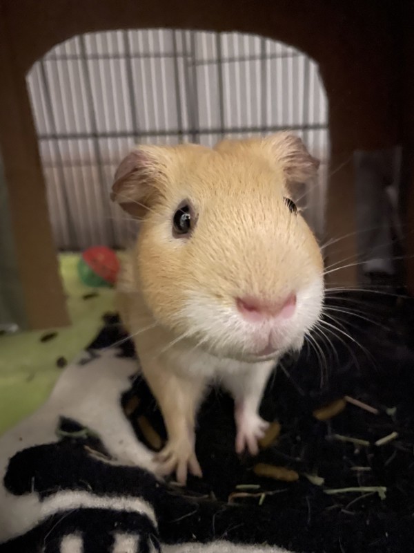 Mr. Cheesecake Ruler Of All Cheese-Land