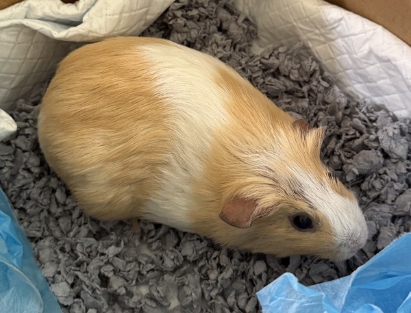 Mr. Cheesecake Ruler Of All Cheese-Land