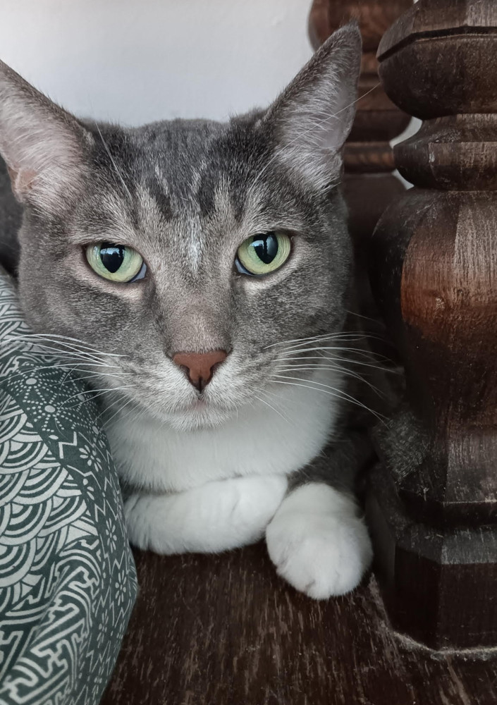 Bonnie