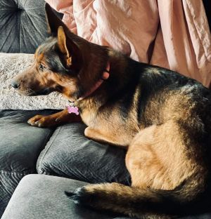 Mercy, Adult Female German Shepherd Dog