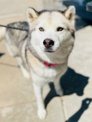 Houdini, Adult Female Siberian Husky