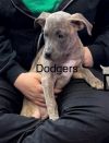 Dodgers