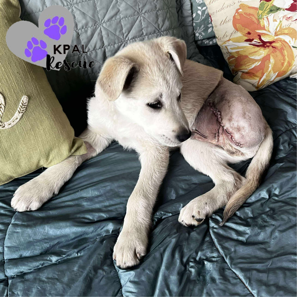 Willie - Country Classics Litter, an adoptable German Shepherd Dog, Alaskan Malamute in Kenai, AK, 99611 | Photo Image 1