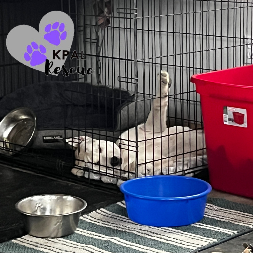 Willie - Country Classics Litter, an adoptable German Shepherd Dog, Alaskan Malamute in Kenai, AK, 99611 | Photo Image 1