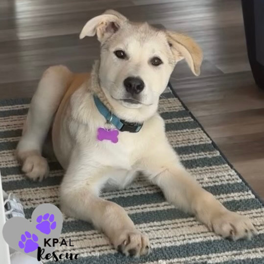 Willie - Country Classics Litter, an adoptable German Shepherd Dog, Alaskan Malamute in Kenai, AK, 99611 | Photo Image 2