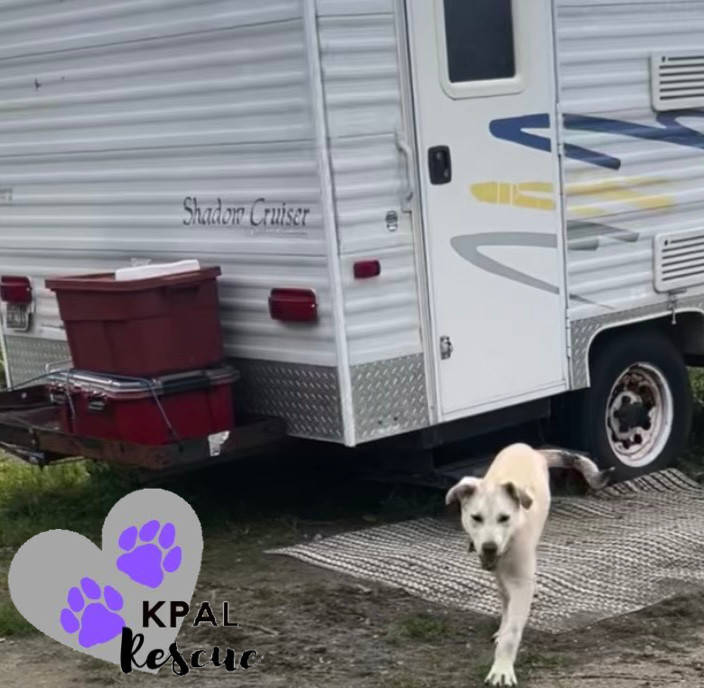 Willie - Country Classics Litter, an adoptable German Shepherd Dog, Alaskan Malamute in Kenai, AK, 99611 | Photo Image 2