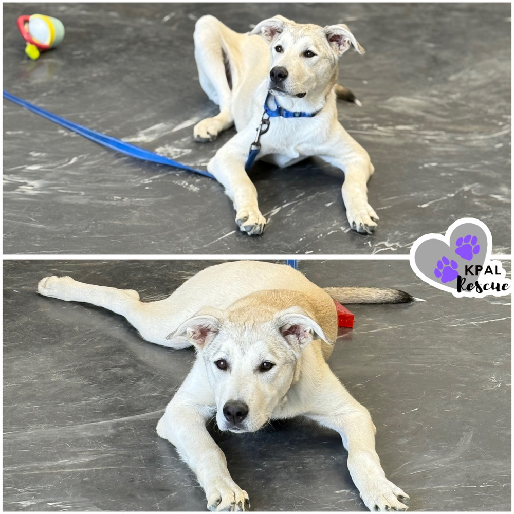 Willie - Country Classics Litter, an adoptable German Shepherd Dog, Alaskan Malamute in Kenai, AK, 99611 | Photo Image 2