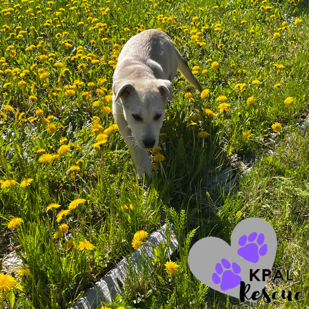 Willie - Country Classics Litter, an adoptable German Shepherd Dog, Alaskan Malamute in Kenai, AK, 99611 | Photo Image 3