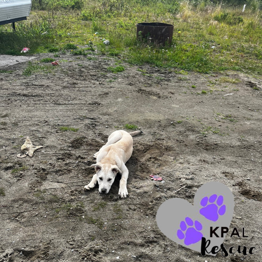 Willie - Country Classics Litter, an adoptable German Shepherd Dog, Alaskan Malamute in Kenai, AK, 99611 | Photo Image 3