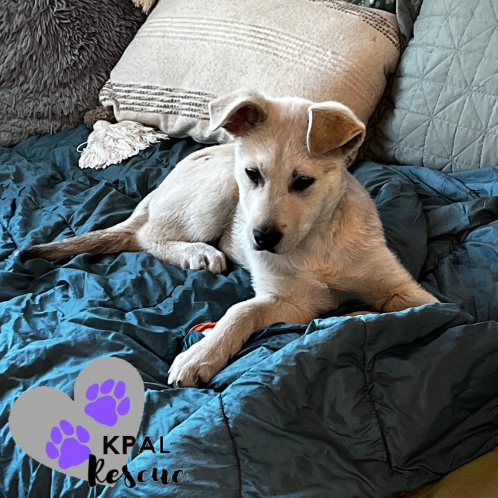 Willie - Country Classics Litter, an adoptable German Shepherd Dog, Alaskan Malamute in Kenai, AK, 99611 | Photo Image 4