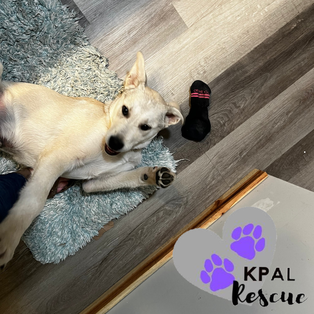 Willie - Country Classics Litter, an adoptable German Shepherd Dog, Alaskan Malamute in Kenai, AK, 99611 | Photo Image 4
