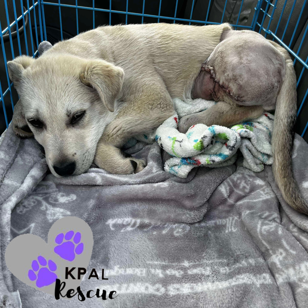 Willie - Country Classics Litter, an adoptable German Shepherd Dog, Alaskan Malamute in Kenai, AK, 99611 | Photo Image 5