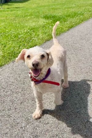 Whiskey Pete is a thirteen-year-old Maltipoo and was raised with Cupcake Now that their owner is in
