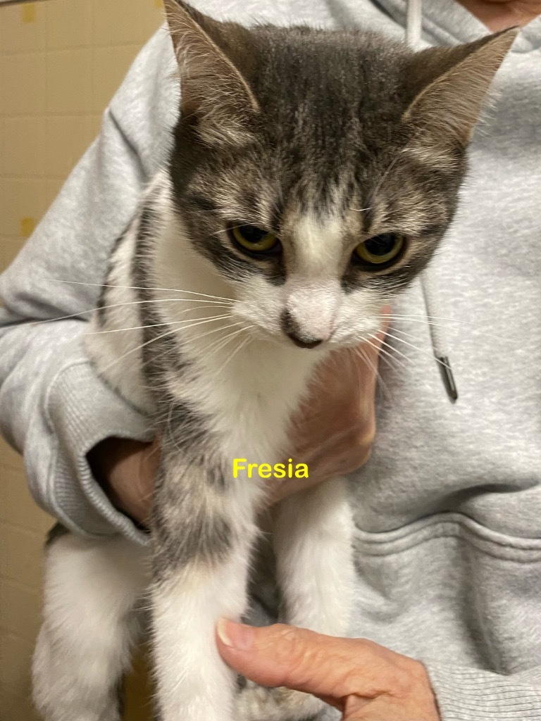 Fresia 48