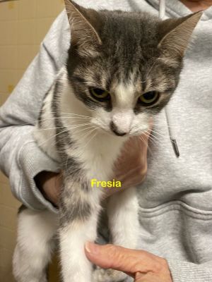 Fresia 48, Young Female Domestic Short Hair