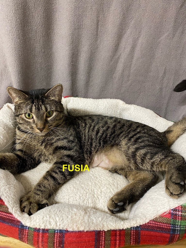 Fusia 3