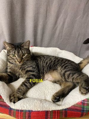Fusia 3, Adult Female unknown