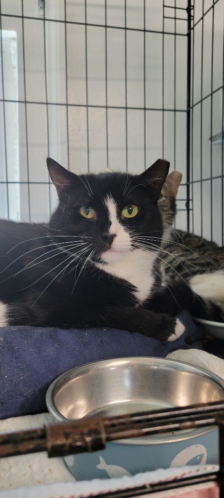 65-Dixie Kent bonded with Kent