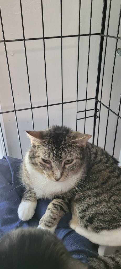1/2-65-Tabitha Kent bonded with Dixie
