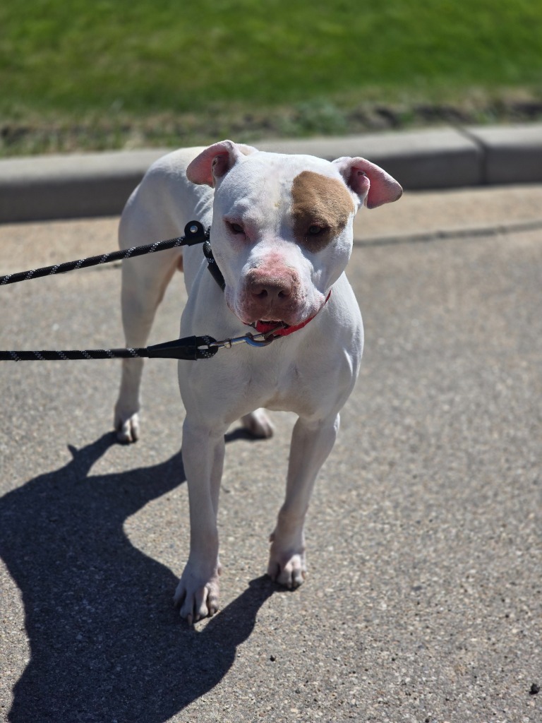 Petey