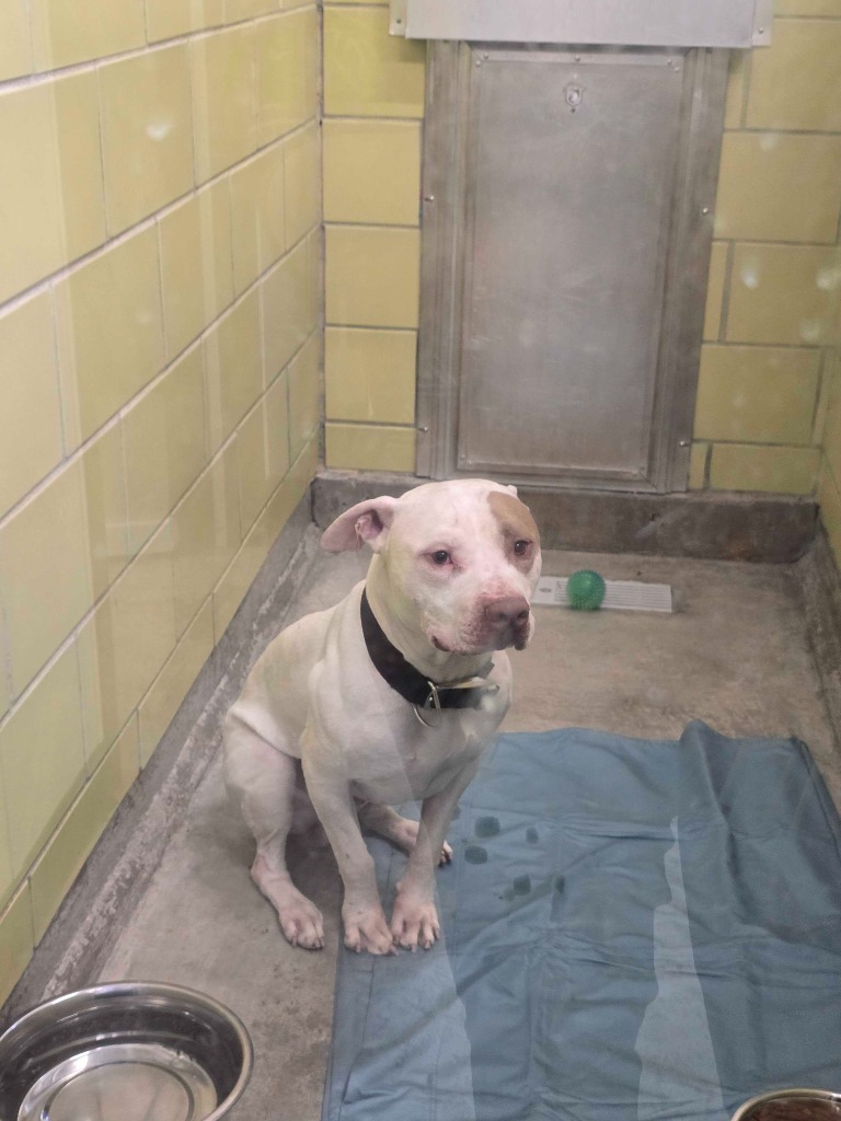 Petey, an adoptable Mixed Breed in Minot, ND, 58702 | Photo Image 2