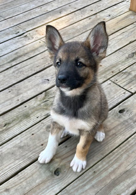 Mochi
