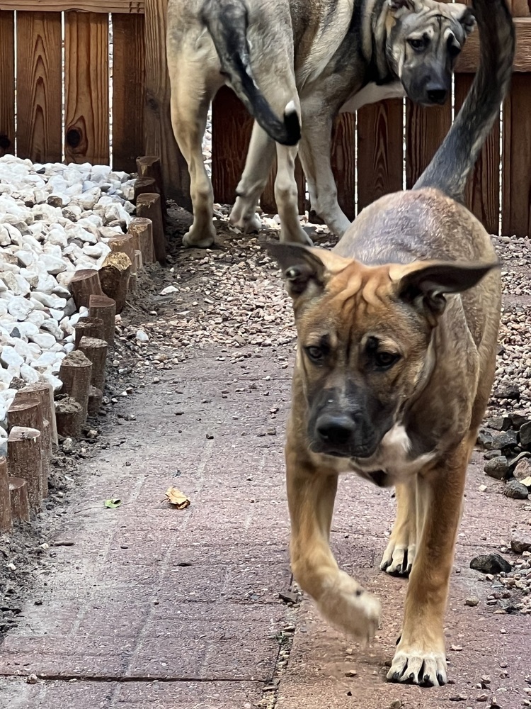 Willow from the East Side