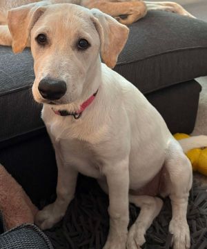 Jasmine from the East Side, Baby Female Labrador Retriever