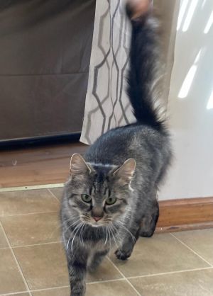 Blanche, Adult Female Domestic Long Hair