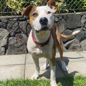 Wailoa: AIR-Stray-11968, Adult Male unknown