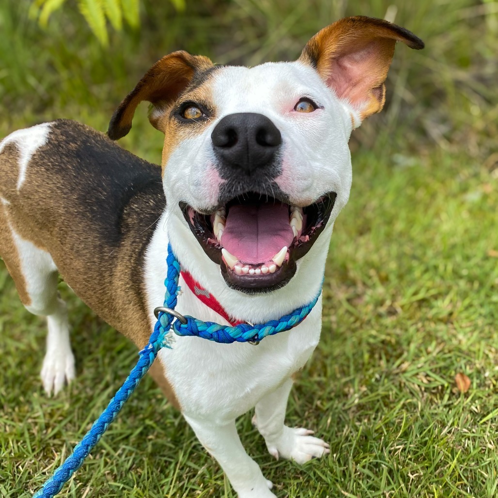 Wailoa: AIR-Stray-11968, an adoptable Pit Bull Terrier in Keaau, HI, 96749 | Photo Image 1