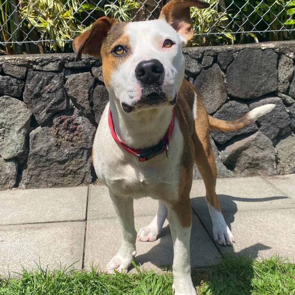 Wailoa, an adoptable Pit Bull Terrier in Keaau, HI, 96749 | Photo Image 2