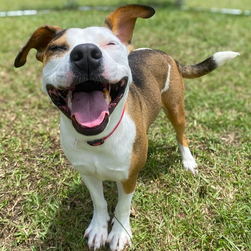 Wailoa, an adoptable Pit Bull Terrier in Keaau, HI, 96749 | Photo Image 3