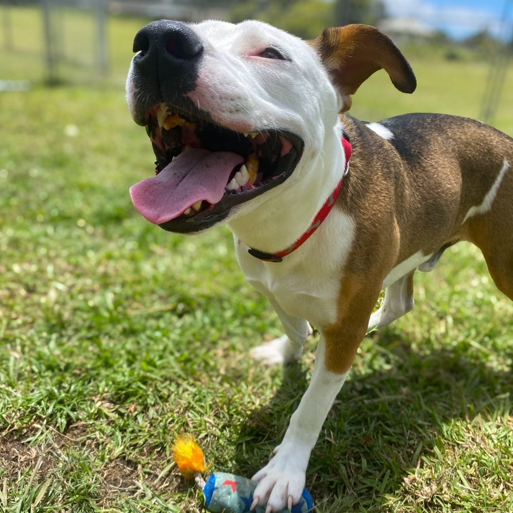 Wailoa, an adoptable Pit Bull Terrier in Keaau, HI, 96749 | Photo Image 4