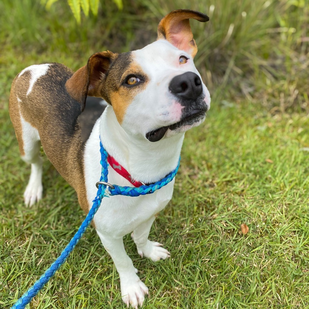 Wailoa, an adoptable Pit Bull Terrier in Keaau, HI, 96749 | Photo Image 5