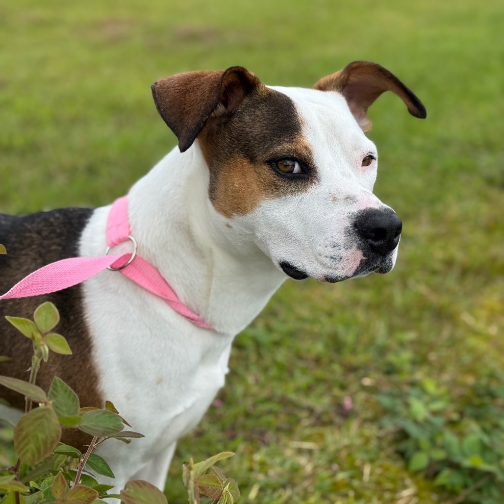 Wailoa: AIR-Stray-11968, an adoptable Pit Bull Terrier in Keaau, HI, 96749 | Photo Image 6