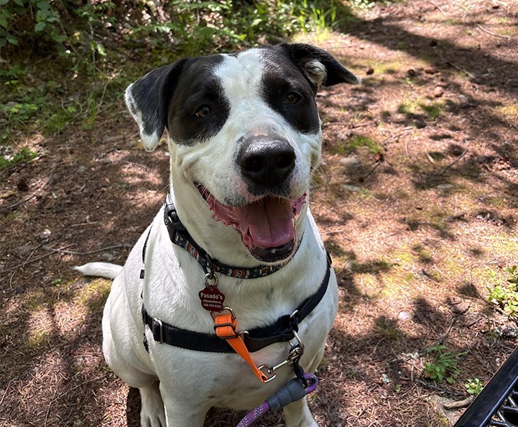 Montague, an adoptable Pit Bull Terrier in Sultan, WA, 98294 | Photo Image 1