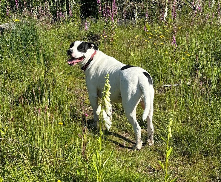 Montague, an adoptable Pit Bull Terrier in Sultan, WA, 98294 | Photo Image 2