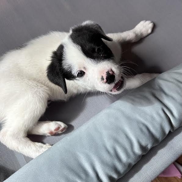 Moo Cow